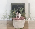 Small #7 Breeder Profile image