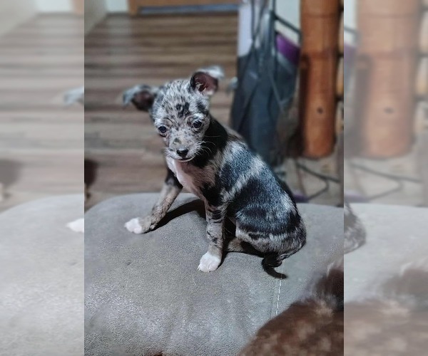Medium Photo #7  Breeder Profile in KIRKLAND, AZ, USA