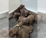 Small #14 Breeder Profile image