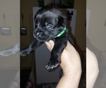 Small #17 Breeder Profile image
