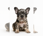 Small #1 Breeder Profile image