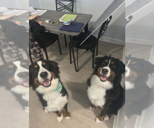 Medium Photo #1  Breeder Profile in OOLTEWAH, TN, USA