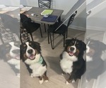 Small breeder photo