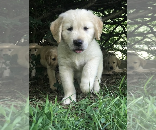Medium Photo #1  Breeder Profile in AIRLIE, VA, USA