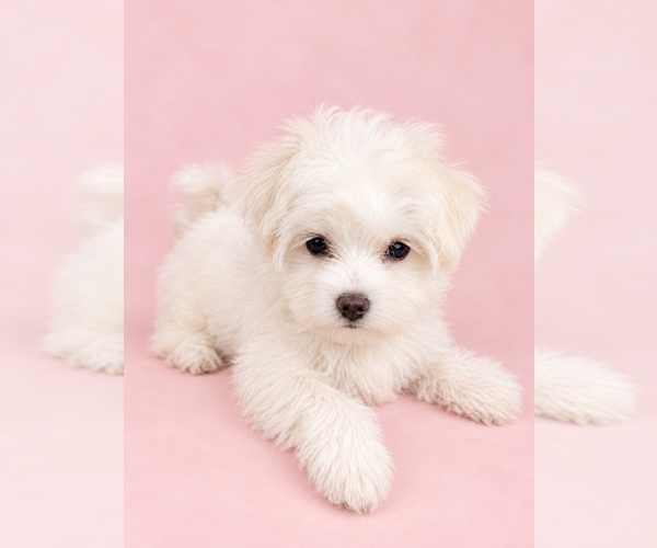 Medium Photo #8  Breeder Profile in BRANDON, MS, USA