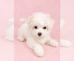 Small #7 Breeder Profile image