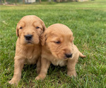 Small Photo #1  Breeder Profile in WOODRUFF, SC, USA
