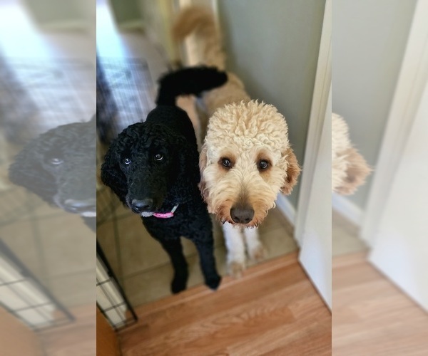 Medium Photo #1  Breeder Profile in DAVIS, CA, USA