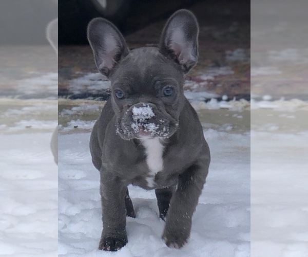 Medium Photo #1  Breeder Profile in HOWELL, MI, USA