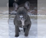 Small breeder photo