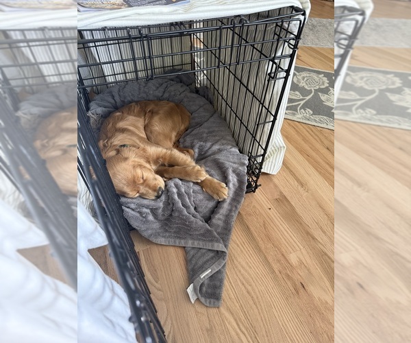 Medium Photo #8  Breeder Profile in FORT COLLINS, CO, USA