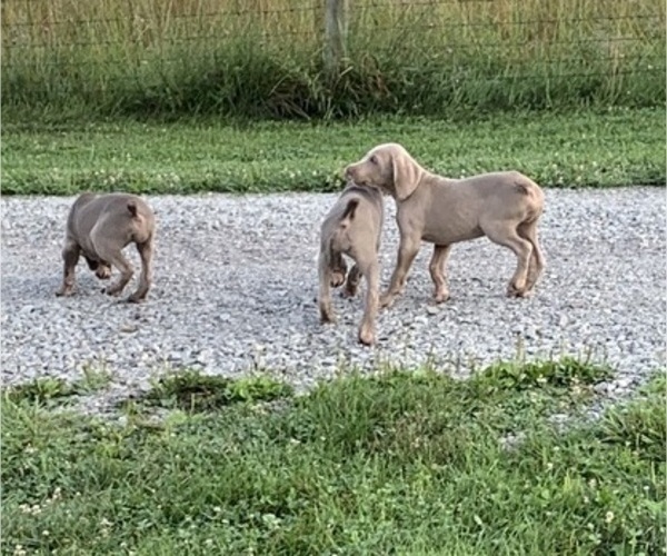 Medium Photo #3  Breeder Profile in SCENERY HILL, PA, USA