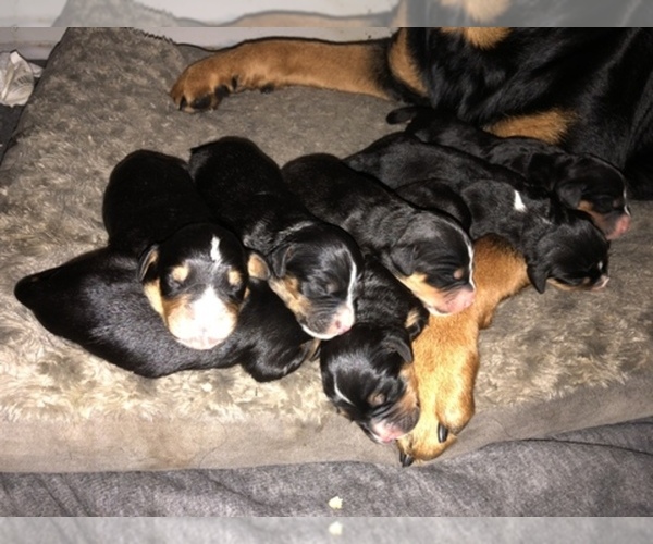 Medium Photo #1  Breeder Profile in EAST HAVEN, CT, USA
