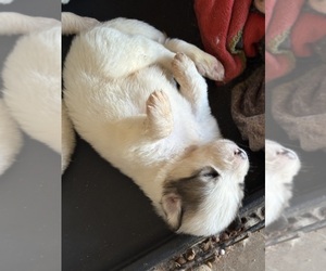Great Pyrenees Dog Breeder near WATKINSVILLE, GA, USA