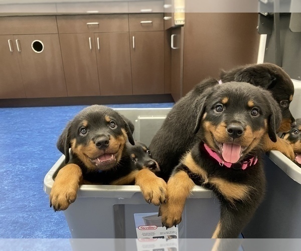 Medium Photo #5  Breeder Profile in PALM BAY, FL, USA