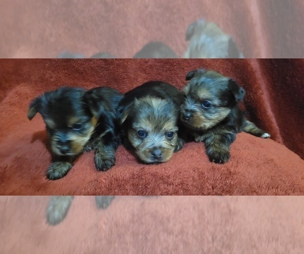 Medium Photo #285  Breeder Profile in AKRON, OH, USA