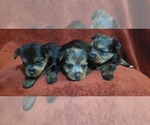 Small #284 Breeder Profile image