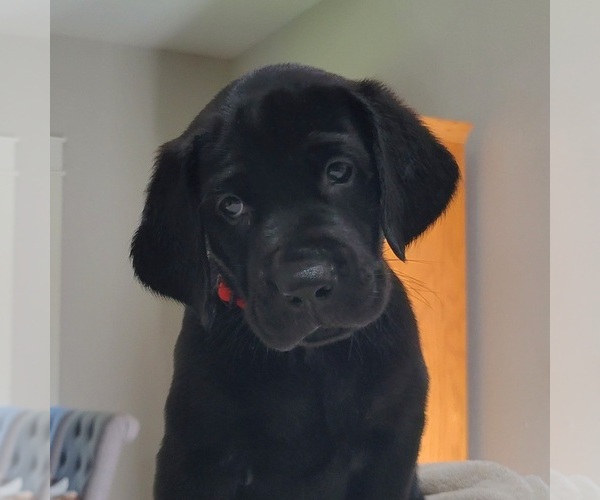 Medium Photo #1  Breeder Profile in NAVASOTA, TX, USA