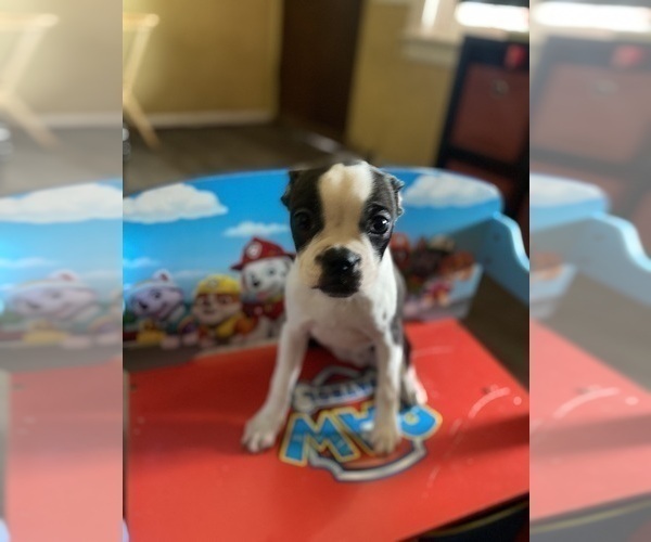 Medium Photo #1  Breeder Profile in GLOUCESTER CITY, NJ, USA