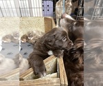 Small #29 Breeder Profile image