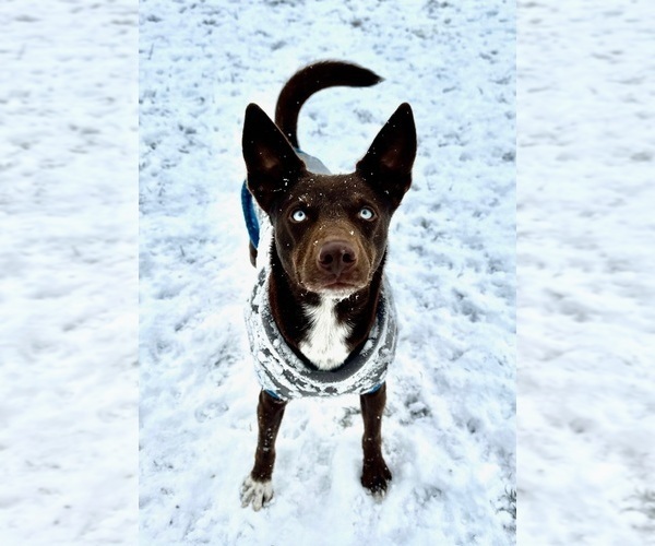 Medium Photo #26  Breeder Profile in CAMAS, WA, USA