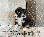 Small Photo #4  Breeder Profile in LEBANON, MO, USA
