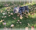 Small breeder photo
