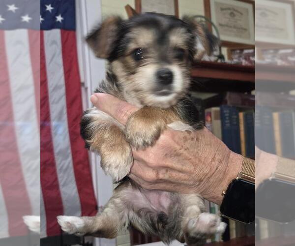 Medium Photo #3  Breeder Profile in BEAUFORT, SC, USA