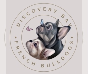 French Bulldog Dog Breeder in DISCOVERY BAY,  USA