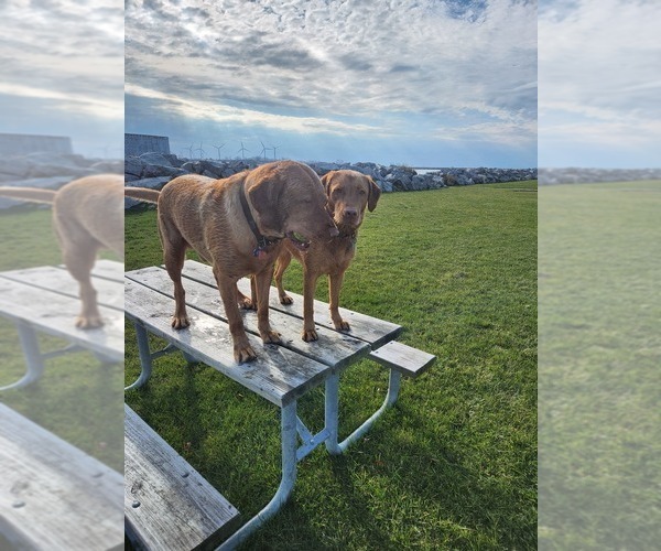 Medium Photo #54  Breeder Profile in BUFFALO, NY, USA