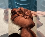 Small #1 Breeder Profile image