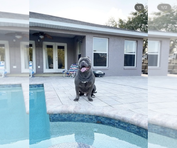 Medium Photo #1  Breeder Profile in PARRISH, FL, USA