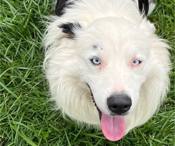 Medium Photo #1  Breeder Profile in ARGENTA, IL, USA