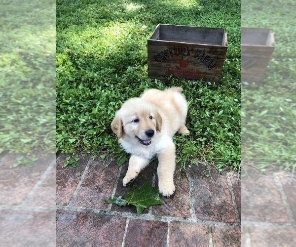 Medium Photo #2  Breeder Profile in CANEYVILLE, KY, USA