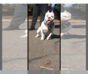 American Bully Dog Breeder near FRESNO, CA, USA