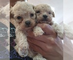 Small #16 Breeder Profile image