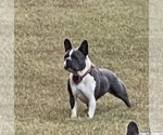 Small #13 Breeder Profile image
