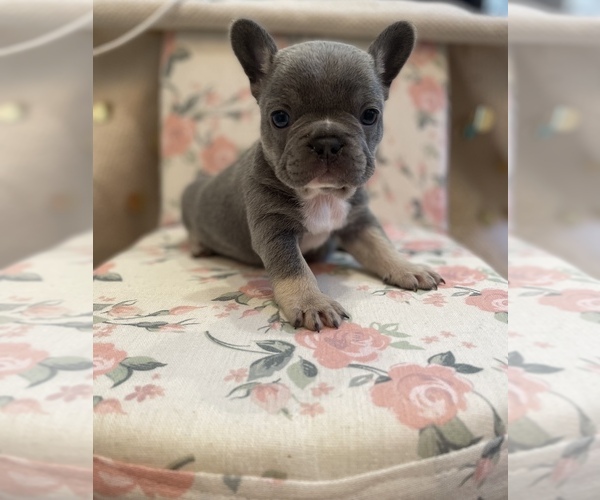 Medium Photo #1  Breeder Profile in LENOIR, NC, USA