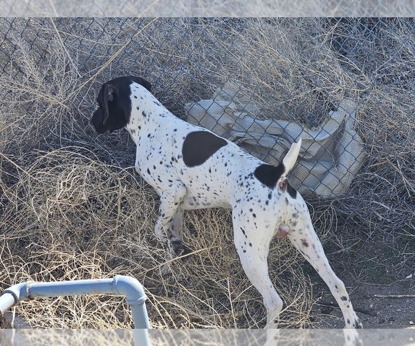 Medium Photo #5  Breeder Profile in EVANSVILLE, WY, USA
