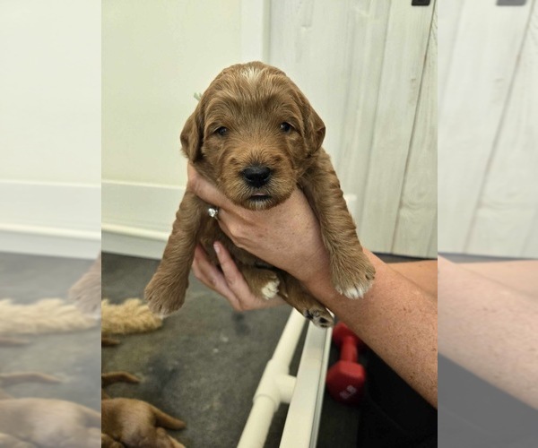 Medium Photo #29  Breeder Profile in FLAT ROCK, NC, USA