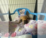 Small #1 Breeder Profile image