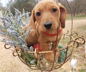Medium Breeder Profile Photo