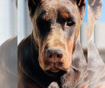 Small #10 Breeder Profile image