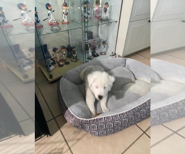 Medium Photo #12  Breeder Profile in CLERMONT, FL, USA