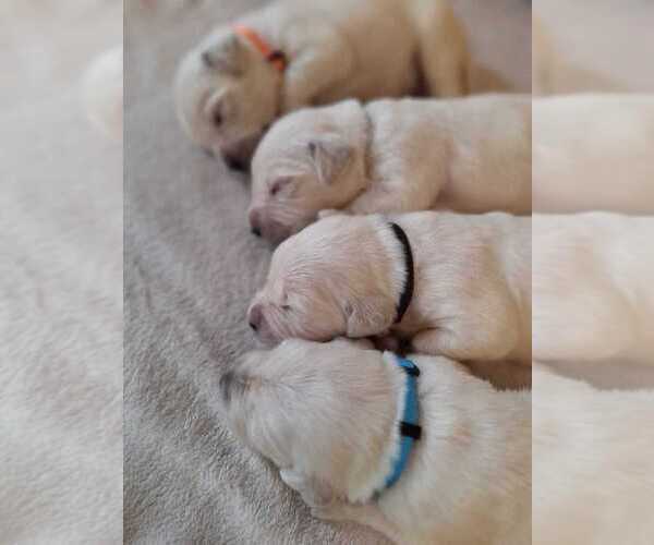 Medium Photo #6  Breeder Profile in BEDFORD, PA, USA
