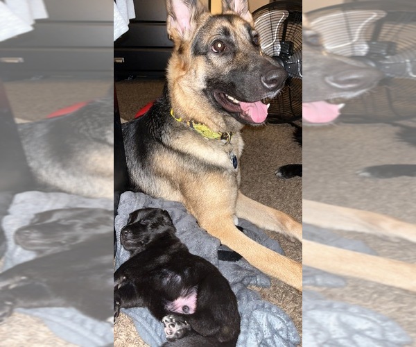 Medium Photo #1  Breeder Profile in POMONA, CA, USA