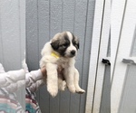 Small breeder photo