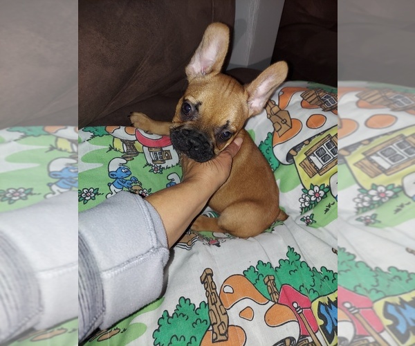 Medium Photo #1  Breeder Profile in NEW HAVEN, CT, USA