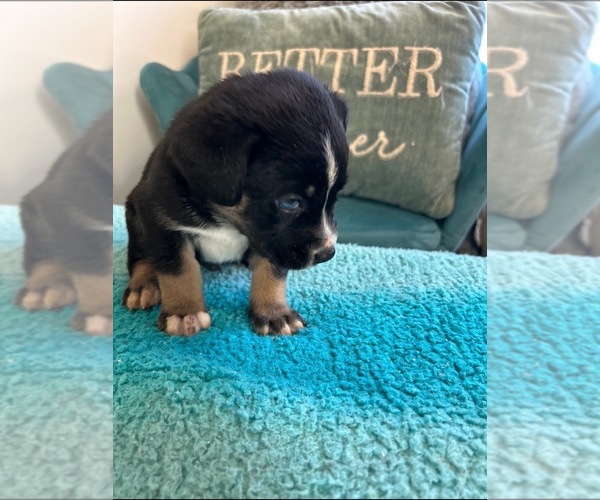 Medium Photo #2  Breeder Profile in SPARTANBURG, SC, USA