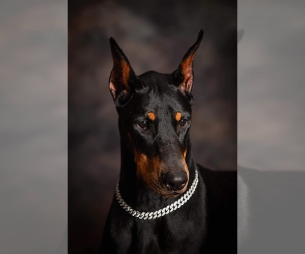 Medium Photo #6  Breeder Profile in CLEVELAND, TX, USA